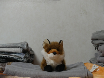 Unnamed 8 (Red Fox, Douglas)